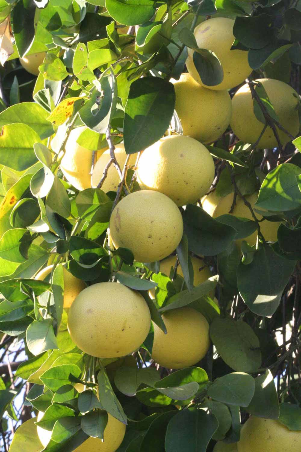              Fruit (Riverside, CA)       